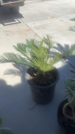 Sago palm $50.00 each