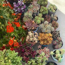 Succulent Plants