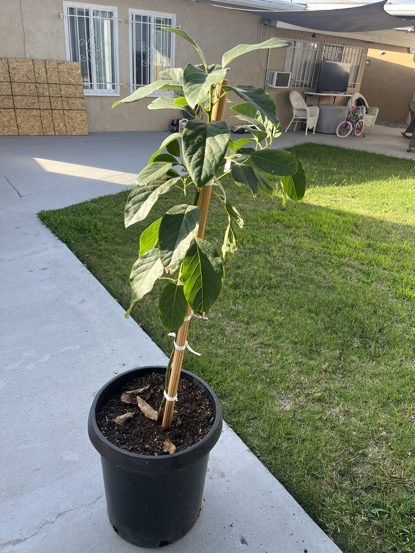 Avocado Tree