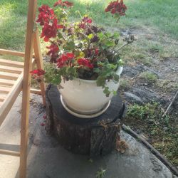 Concrete Flower Pot With Gorgeous Flowers 💐 