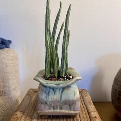 Pickle Plant Succulent In Handmade “Psychedelic” Planter Pot