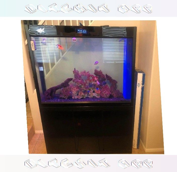 anyone guy Full Aquarium Tank - Spacious & Eye-Catching