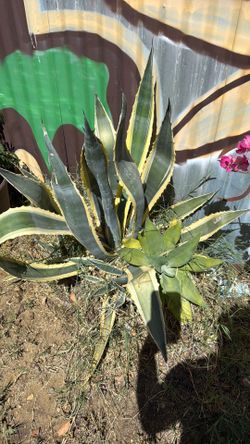 Free agave and other cactus plants