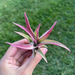 Enhanced Pink Colored Tillandsia Medium Sized Air Plant 