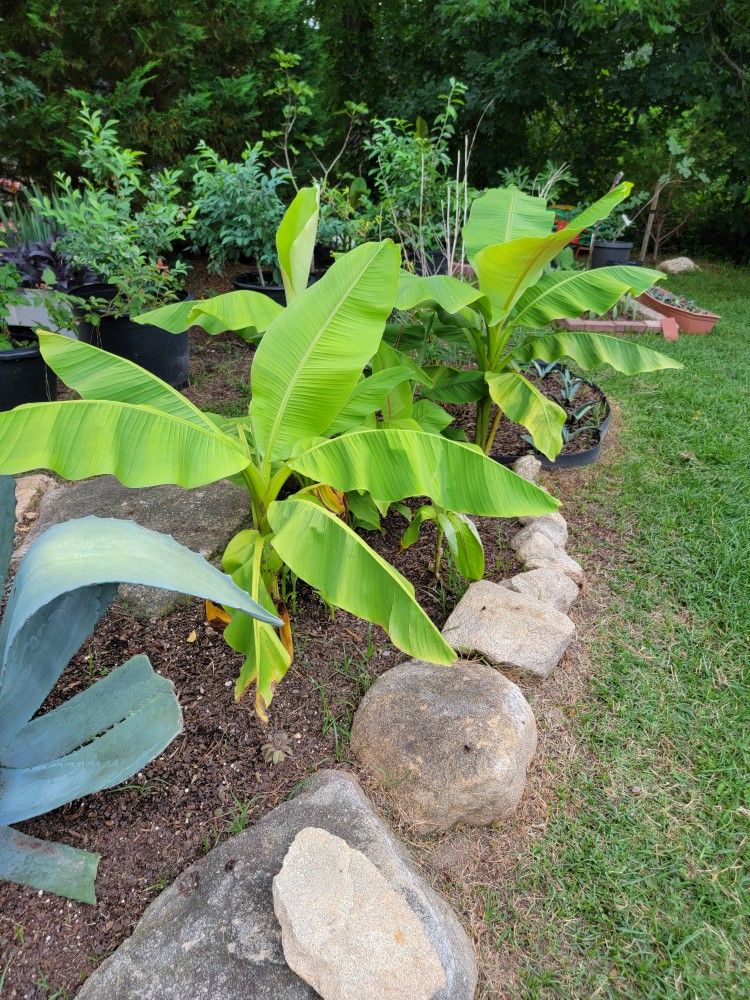 Dwarf Banana Plant