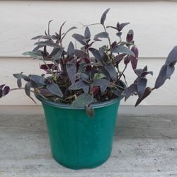 Tradescantia Jose Puig Plant 🪴 (B)"