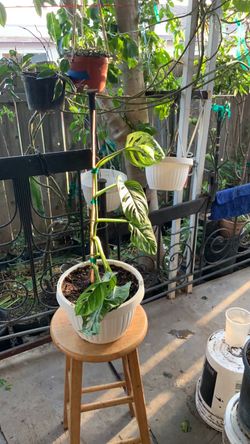 Monstera Plant in White Pot with Support Pole