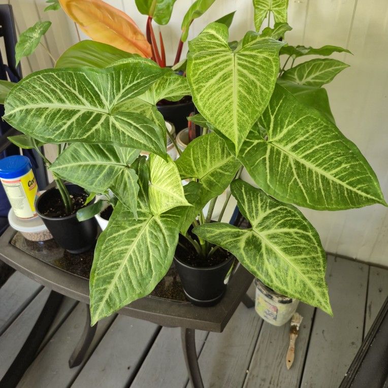 Arrowhead Plant