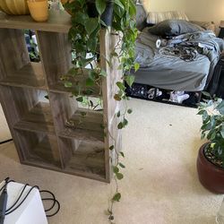 Vine