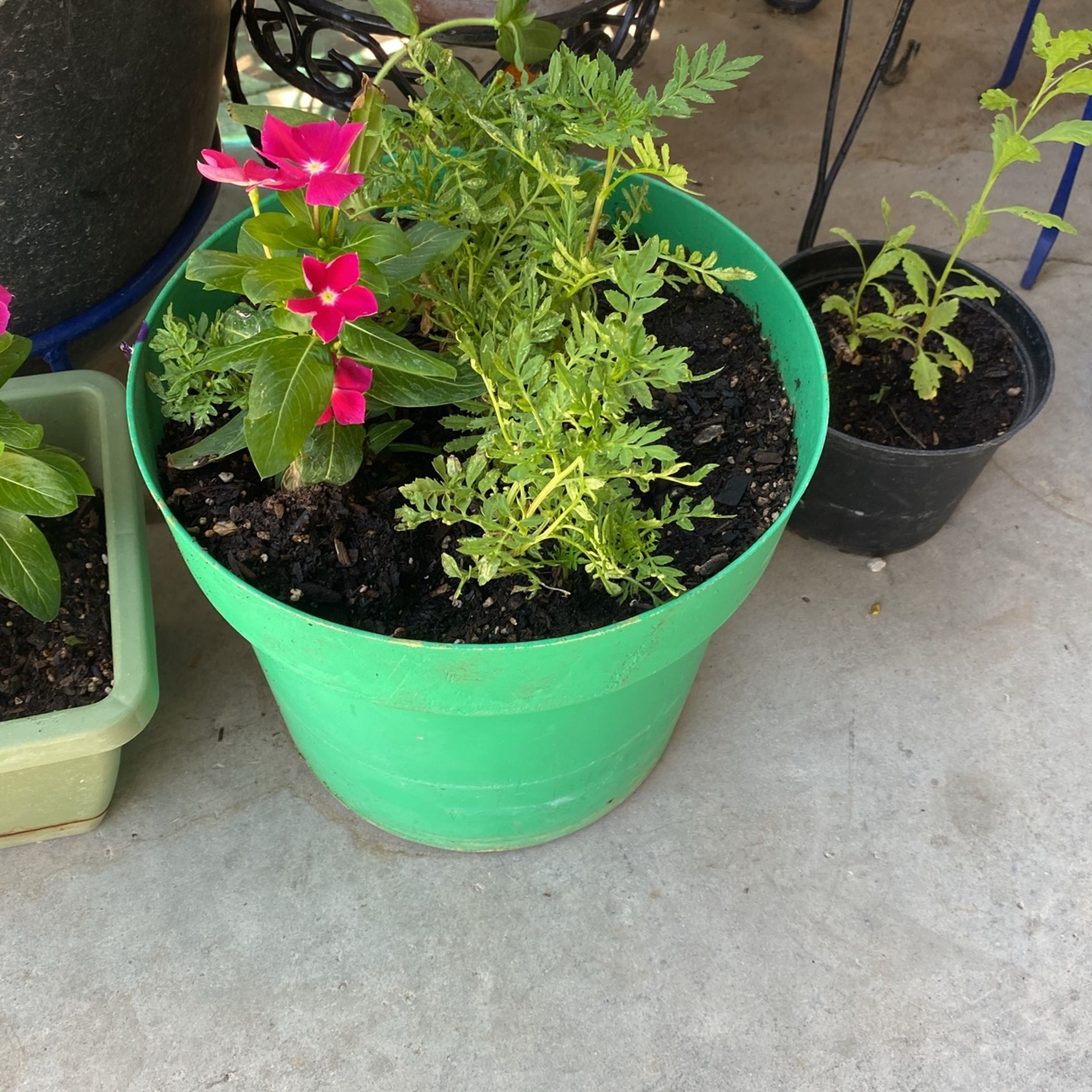 Great Plant And Pot For Outside 