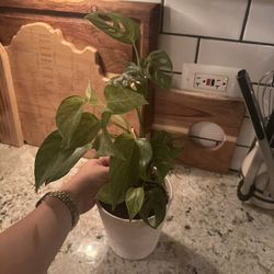 Beautiful Plant Pot Included. Queen Marble Philodendrons And Monstera Adansonii