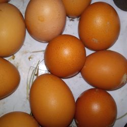 LARGE BROWN EGGS 