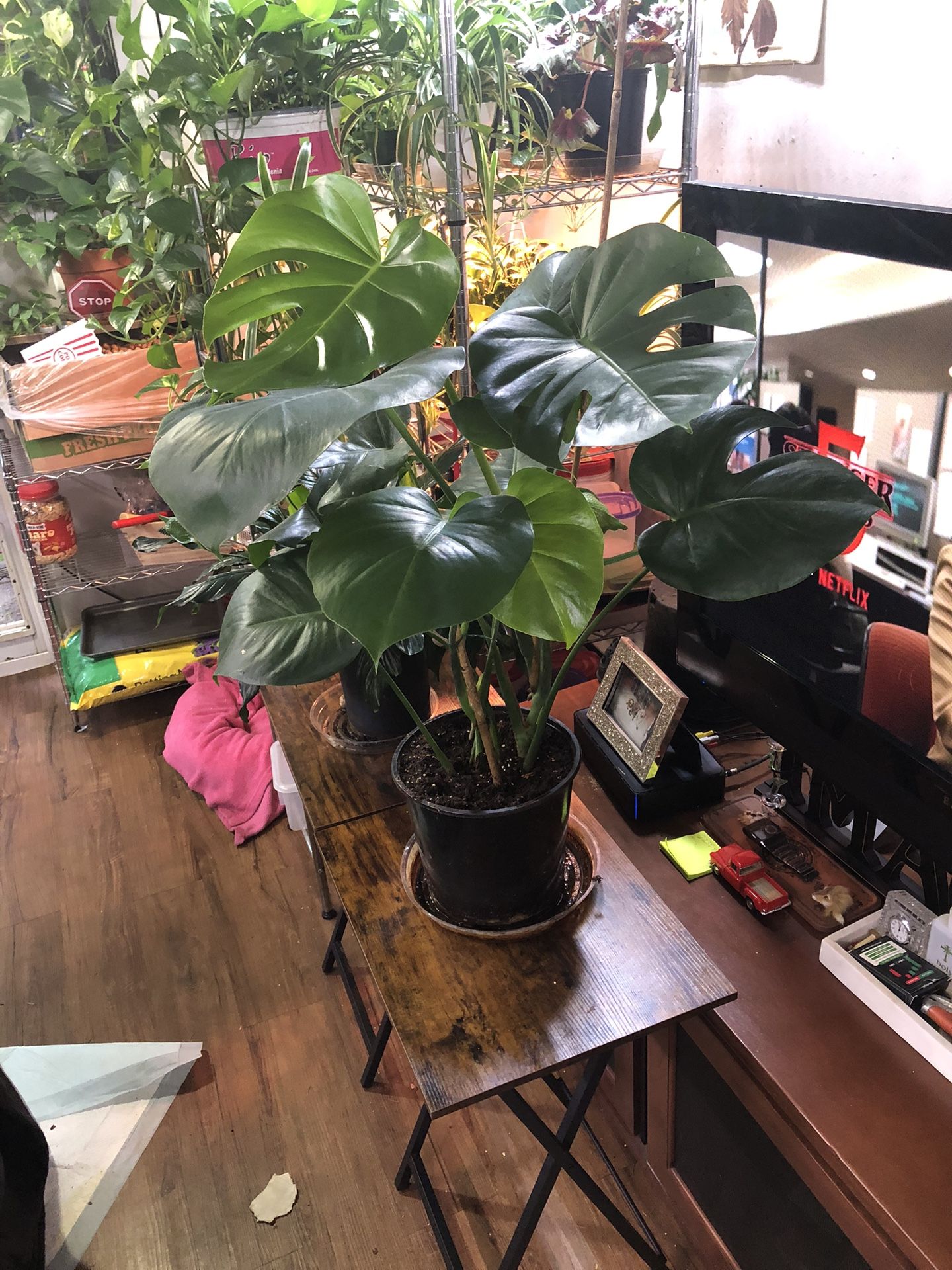 Monstera Plant 🪴 33” Tall