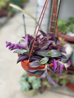 Purple Heart (Tradescantia pallida)
