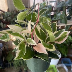 Hoya Tricolor Plant