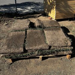 15 Pieces Of Fescue Grass 