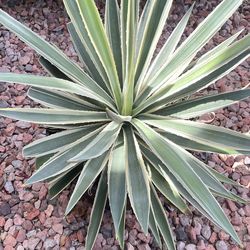 Narrow Century Plant Agave
