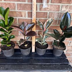 🌿 Ficus Plant: Nature’s Elegant Touch