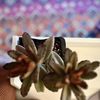 Succulents Pups