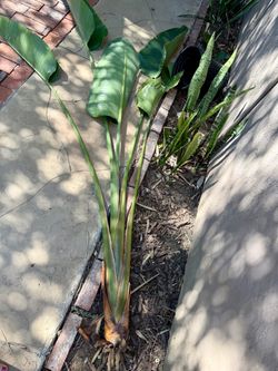 FREE plants