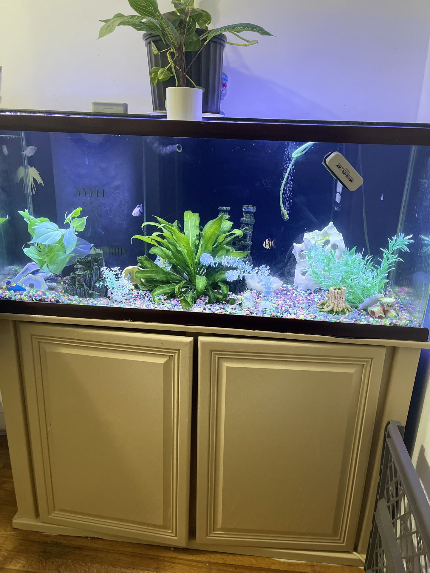 Fish Tank (everything Included)