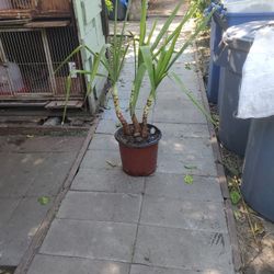 Yucca Tree Well Matured Ready To Plant In  The Ground