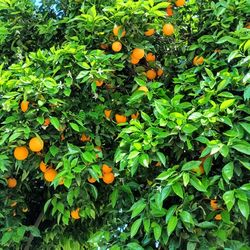 Cut Yourself Oranges Naranjas Para Que Usted Corte