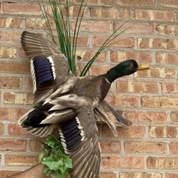 Duck Taxidermy 