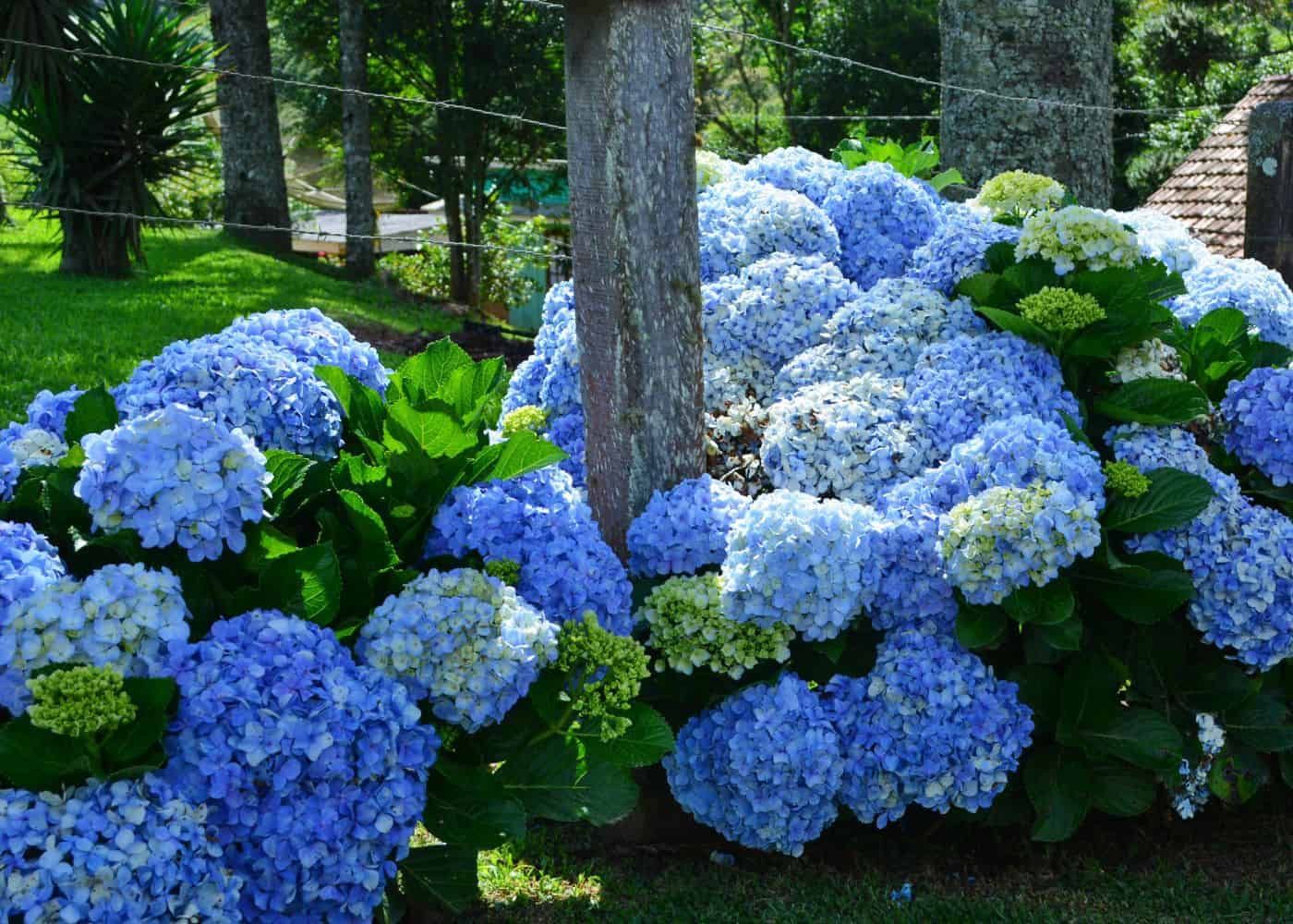 Blue Hydrangea