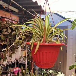 Hanging Plants 