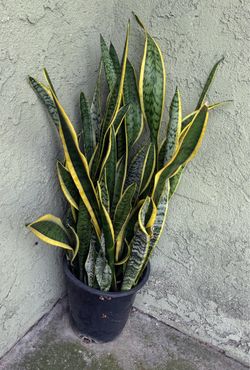 Plant