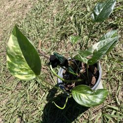 Variegated Epi Albo Plant