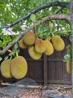 Jackfruit