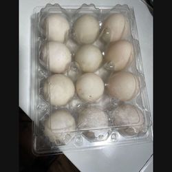 Duck Eggs