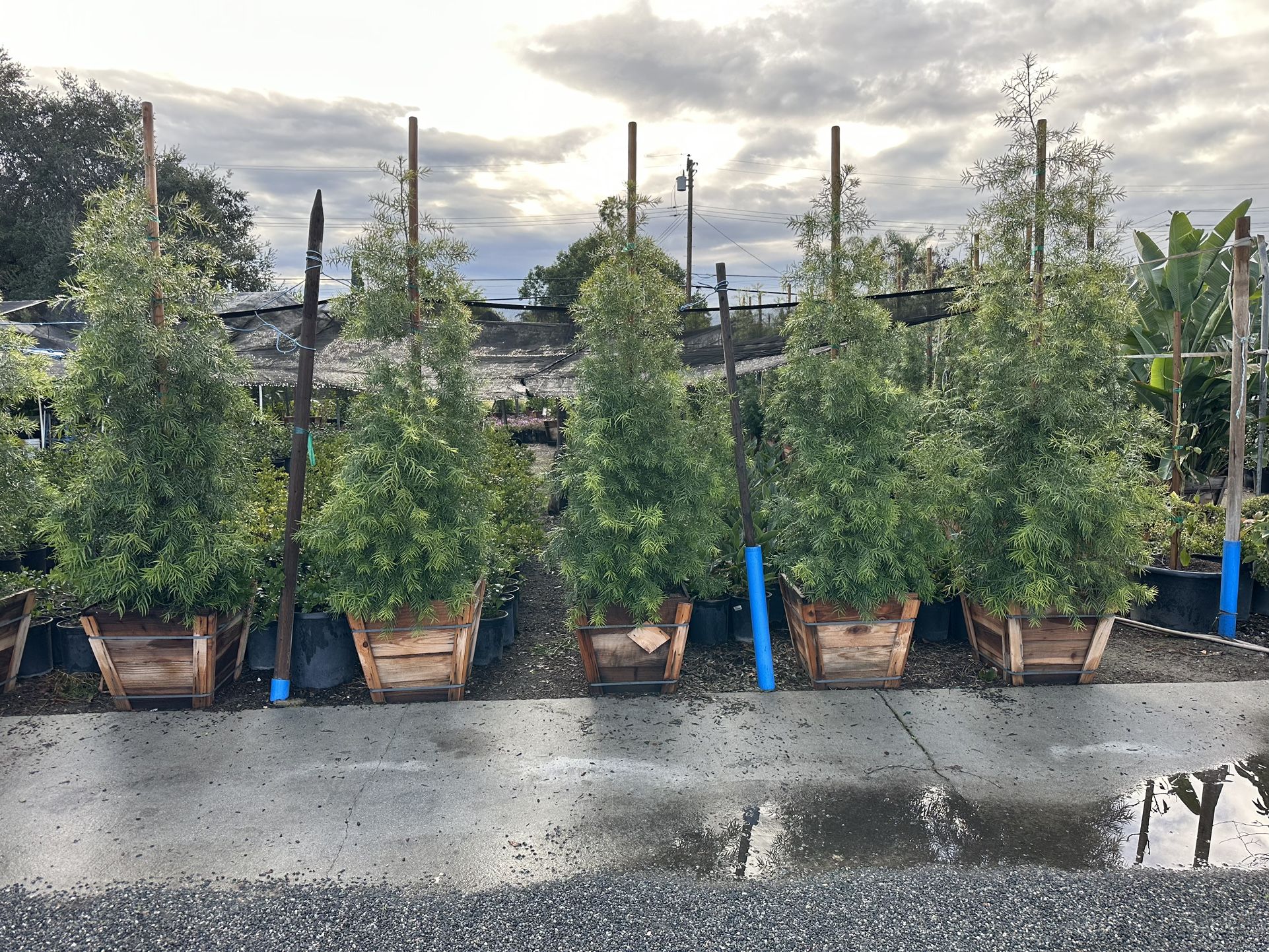 Podocarpus Gracilior Privacy Hedge