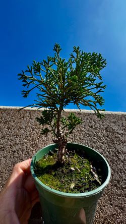 shimpaku ‘kishu’ juniper in a 3” cup