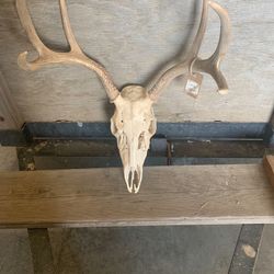 European Mount Deer