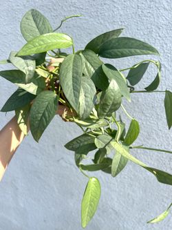 Cebu Blue Pothos Plant