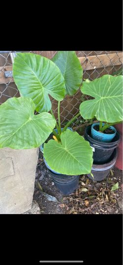 Large Elephant Ear Plant in Pot