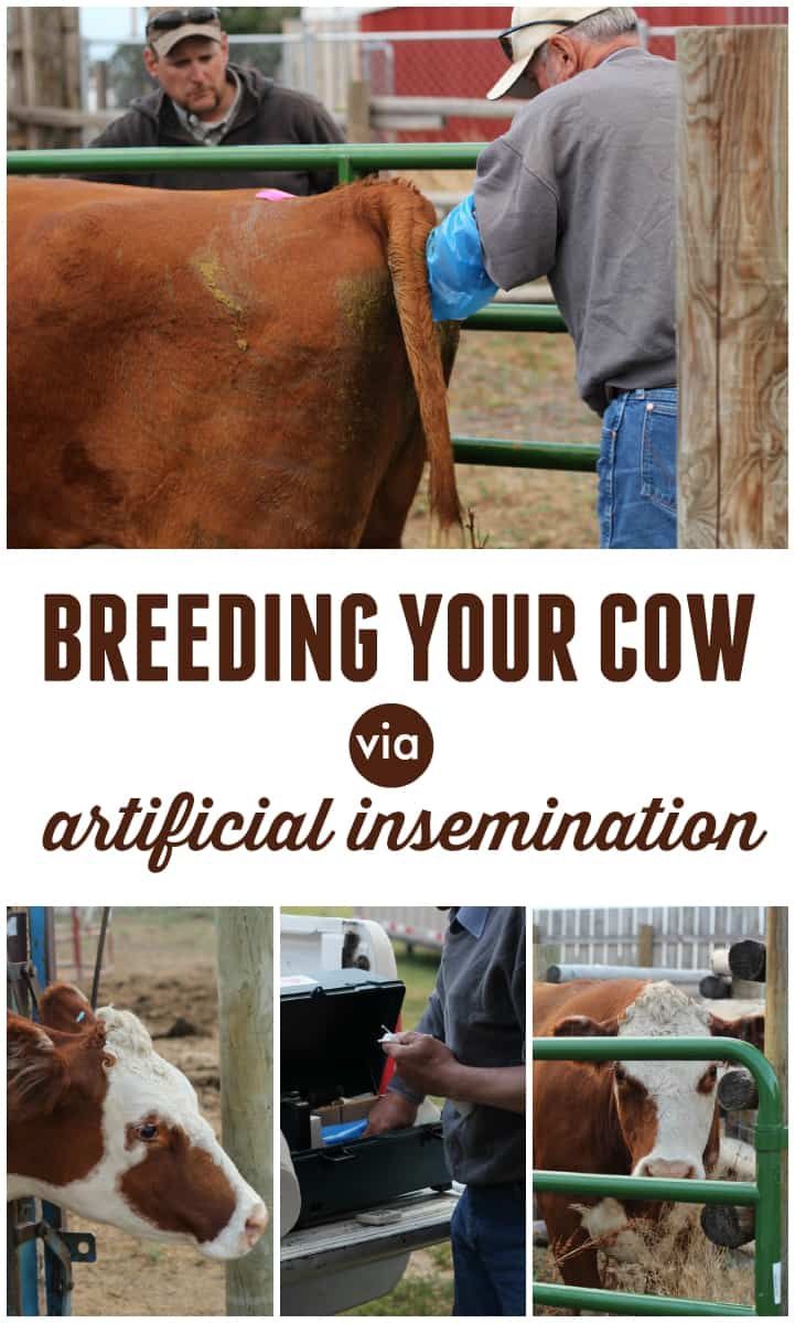 Artificial Insemination