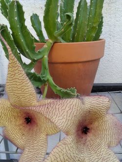 Plant