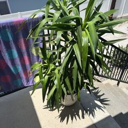House Plant