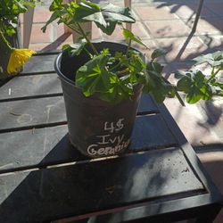 Ivy Geranium 