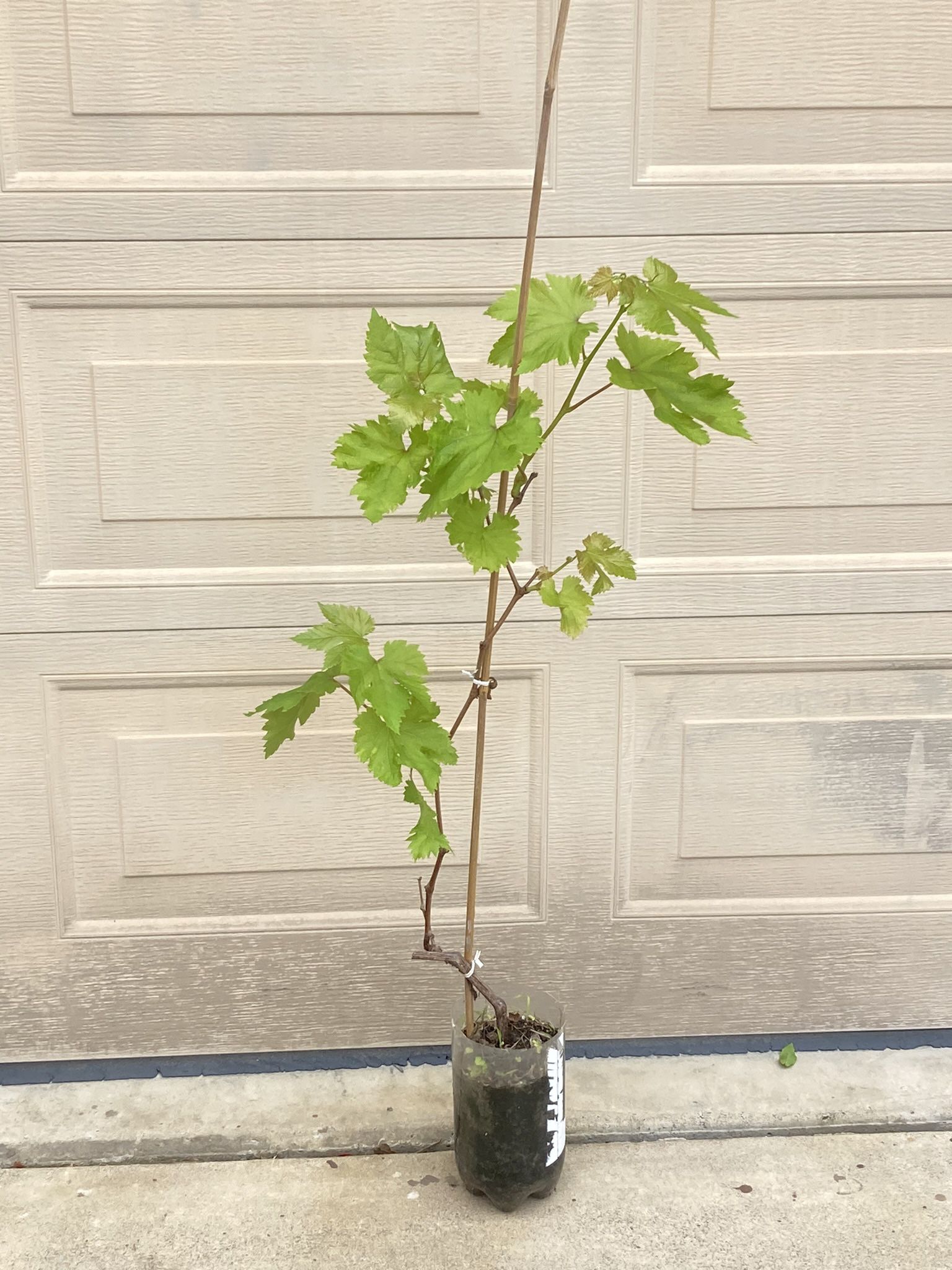 Red Seedless Grape Plant 