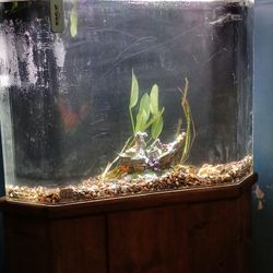 CLEAR FOR LIFE FISH TANK!!!! 