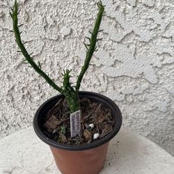 3 Inch Pot Rare Succulent Plant - Medusa Head - Euphorbia Flanaganii - Drought Resistant - Ground Covering Succulent - Yellow Flowers 🪴