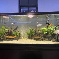 75 Gallon Fish Tank 