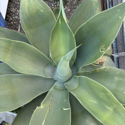 Foxtail Agave With Pup