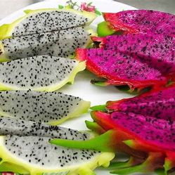 Dragon Fruit Cactus