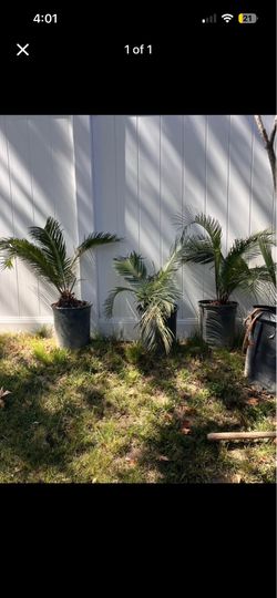 Potted palm tree